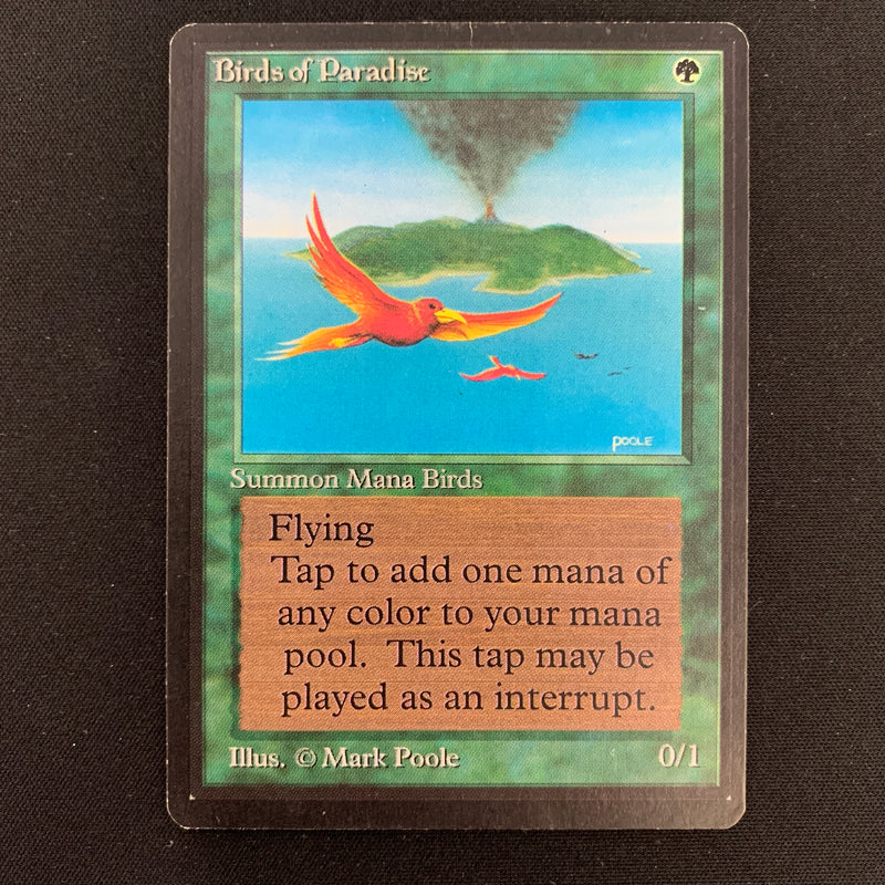 Birds of Paradise - Beta